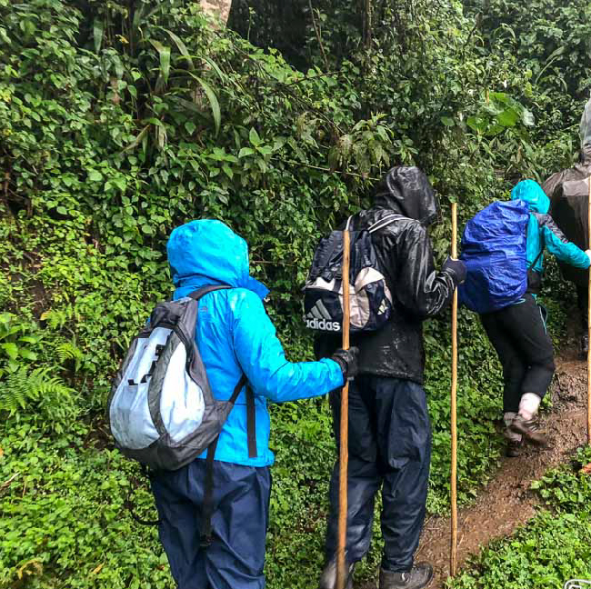 Afrixury Gorilla Trekking In Uganda's