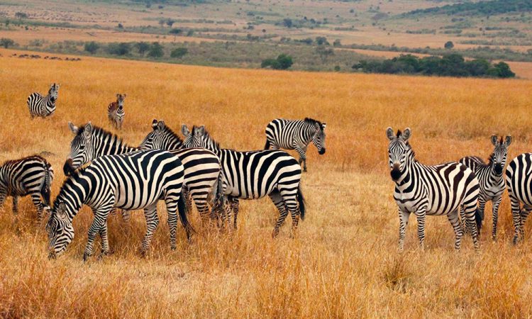 Afrixuty Tours and Travel - kidepo-Valley-National-park