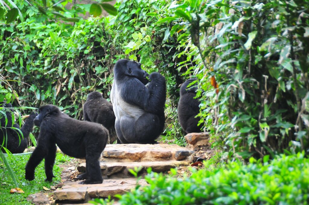 Afrixury Tours & Travel Image Uganda --3 DAYS BWINDI NATIONAL PARK