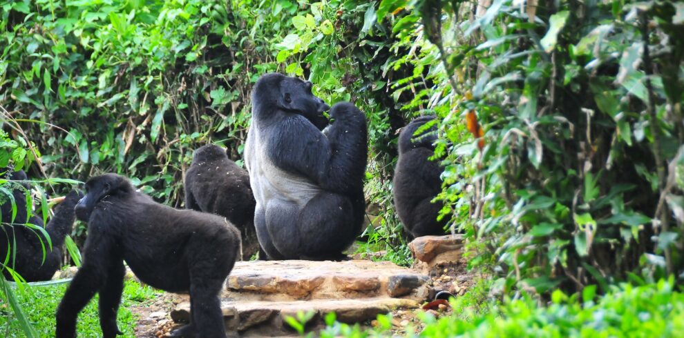 Afrixury Tours & Travel Image Uganda --3 DAYS BWINDI NATIONAL PARK