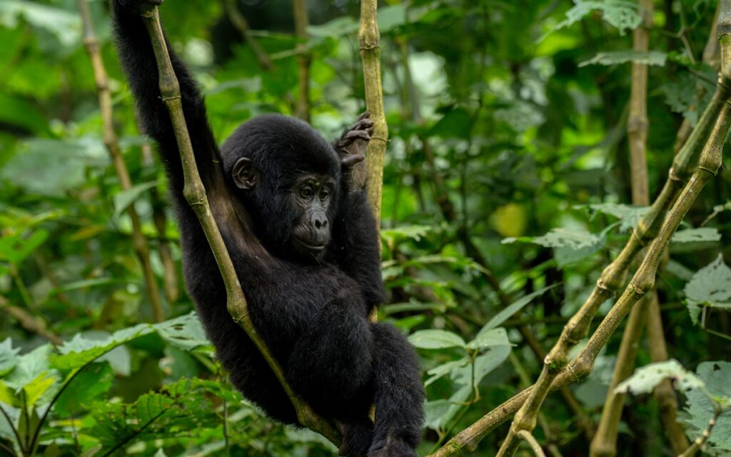 Afrixury Tours & Travel Image Uganda --3 DAYS BWINDI NATIONAL PARK