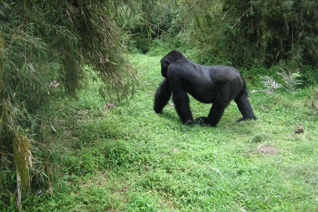 Afrixury Tours & Travel Image Uganda --3 DAYS BWINDI NATIONAL PARK